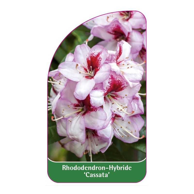 rhododendron-cassata-1