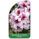 rhododendron-cassata-1