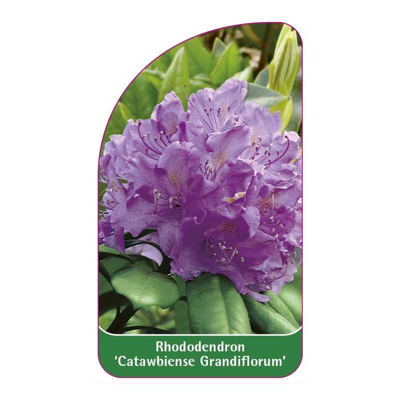 rhododendron-catawbiense-grandiflorum-1