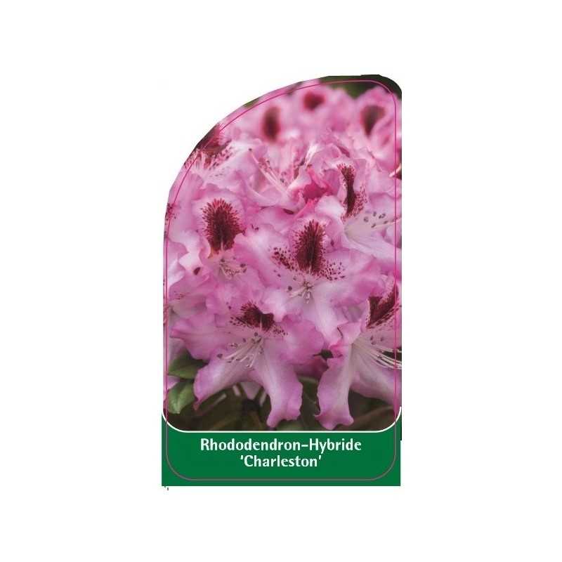 rhododendron-charleston-1