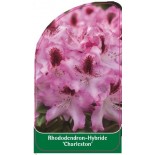 rhododendron-charleston-1