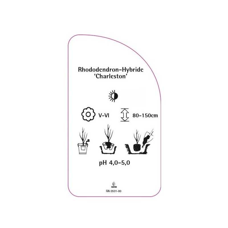 rhododendron-charleston-0