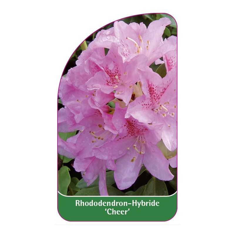 rhododendron-cheer-1