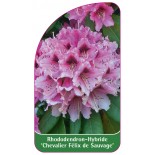 rhododendron-chevalier-felix-de-sauvage-1