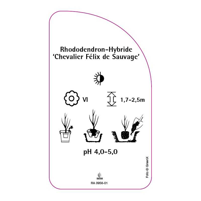 rhododendron-chevalier-felix-de-sauvage-0