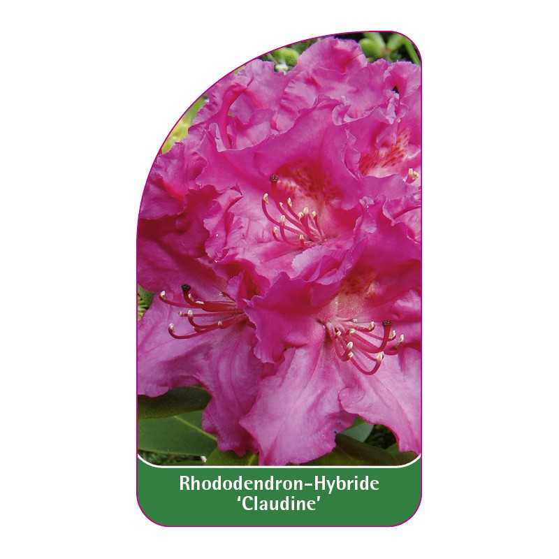 rhododendron-claudine-1