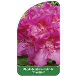 rhododendron-claudine-1