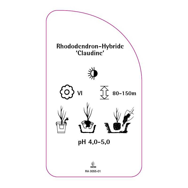 rhododendron-claudine-0