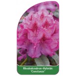 rhododendron-constanze-1