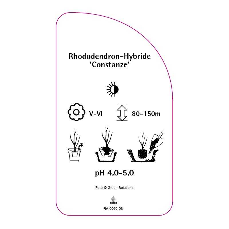 rhododendron-constanze-0