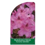 rhododendron-cornelia-schroder-1