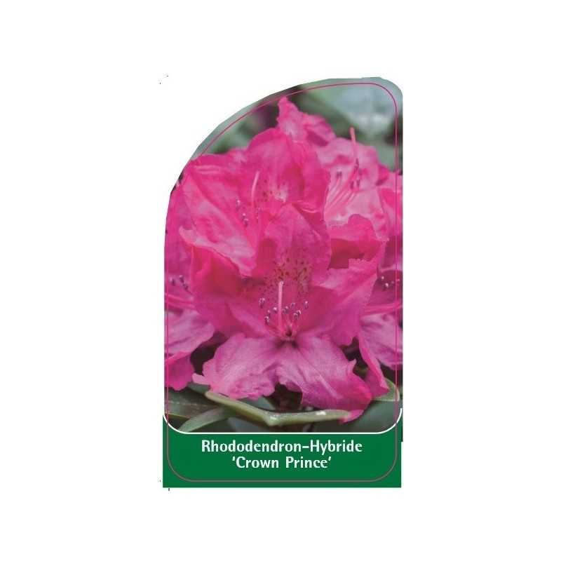 rhododendron-crown-prince-1