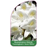 rhododendron-cunningham-s-snow-white-1