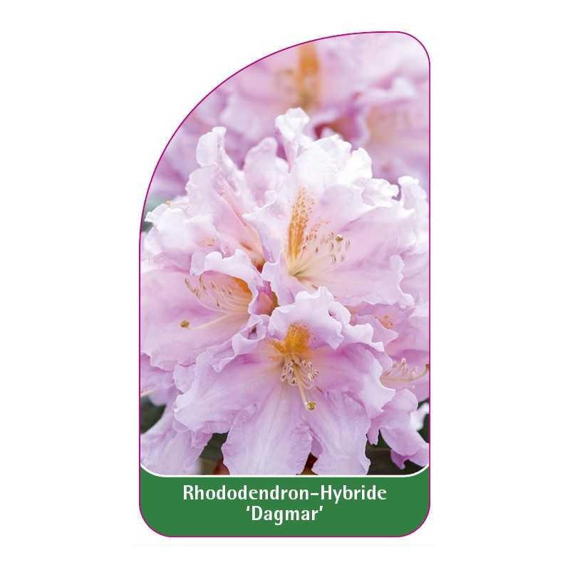 rhododendron-dagmar-1