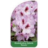 rhododendron-danuta-1