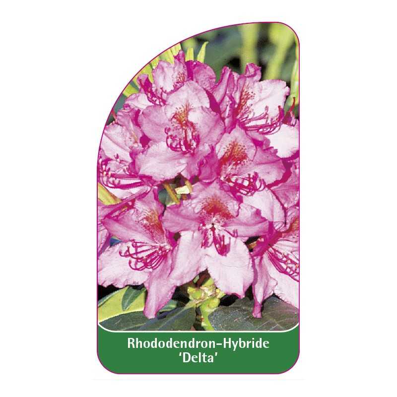 rhododendron-delta-1
