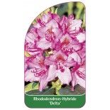 rhododendron-delta-1
