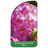 rhododendron-diana-1