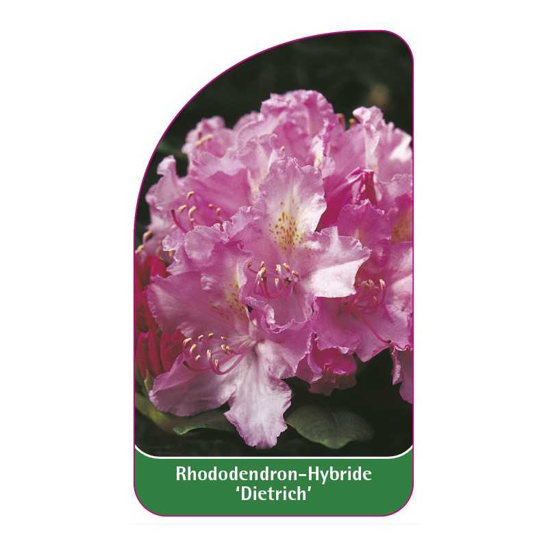 rhododendron-dietrich-1