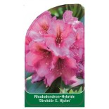 rhododendron-direktor-e-hjelm-1