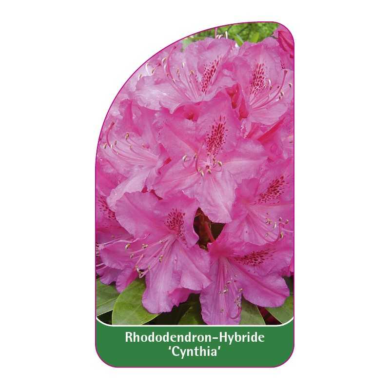 rhododendron-cynthia-1