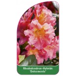 rhododendron-dolcemente-1