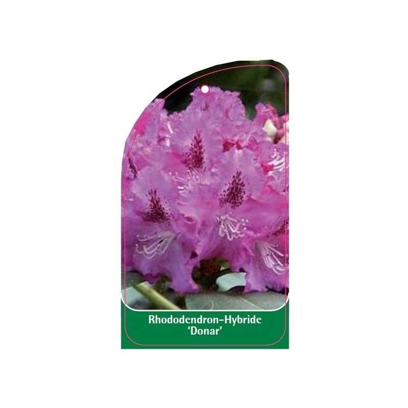 rhododendron-donar-1