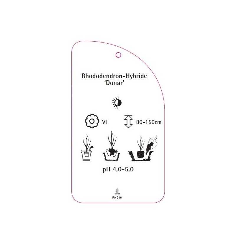 rhododendron-donar-0