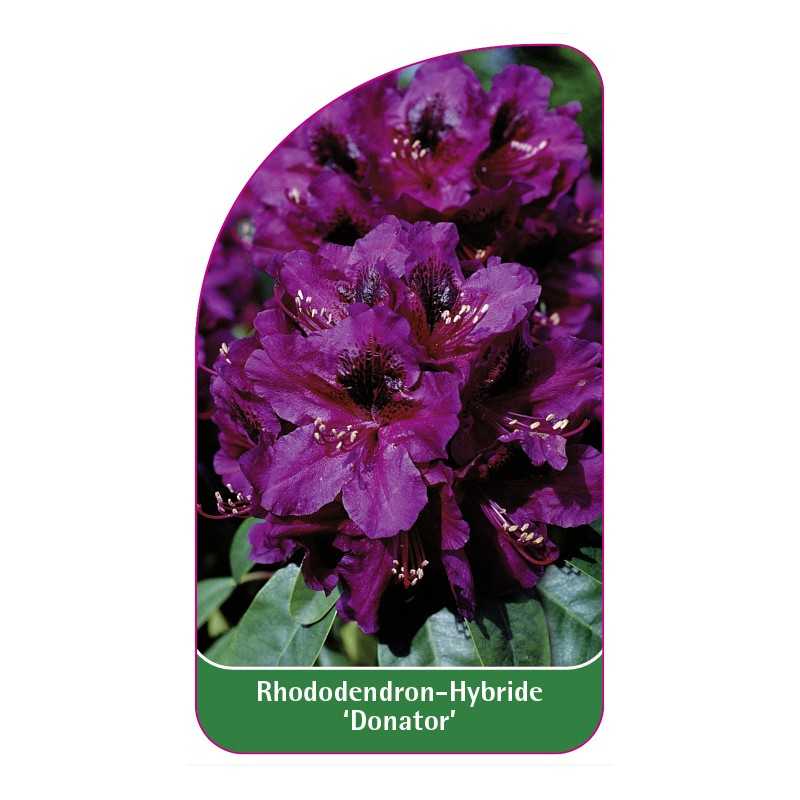 rhododendron-donator-1