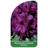 rhododendron-donator-1
