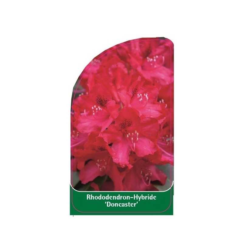 rhododendron-doncaster-1
