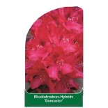 rhododendron-doncaster-1