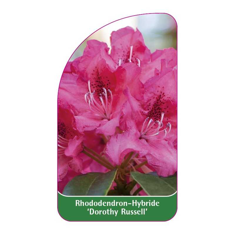 rhododendron-dorothy-russel-1