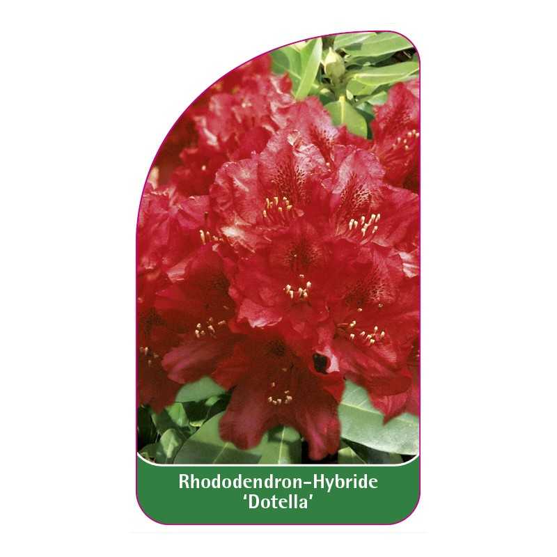 rhododendron-dotella-1