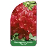 rhododendron-dotella-1