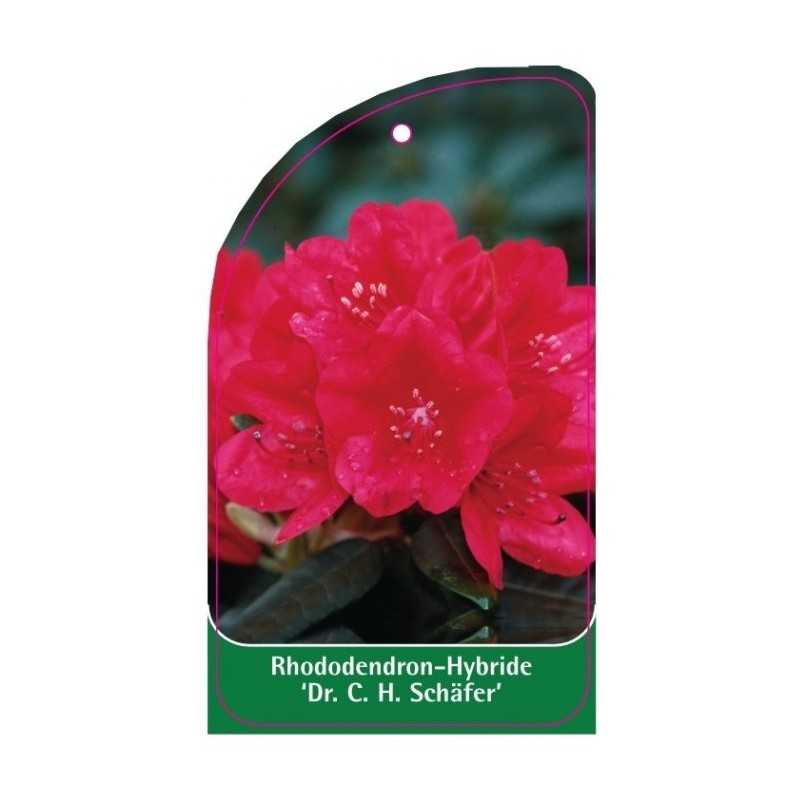 rhododendron-dr-c-h-schafer-1