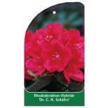 rhododendron-dr-c-h-schafer-1