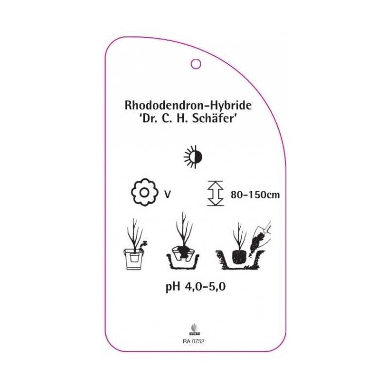 rhododendron-dr-c-h-schafer-0