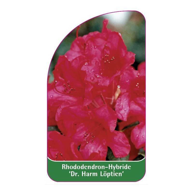 rhododendron-dr-harm-loptien-1