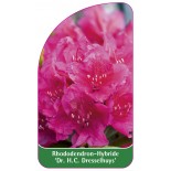 rhododendron-drhc-dresselhuys-1