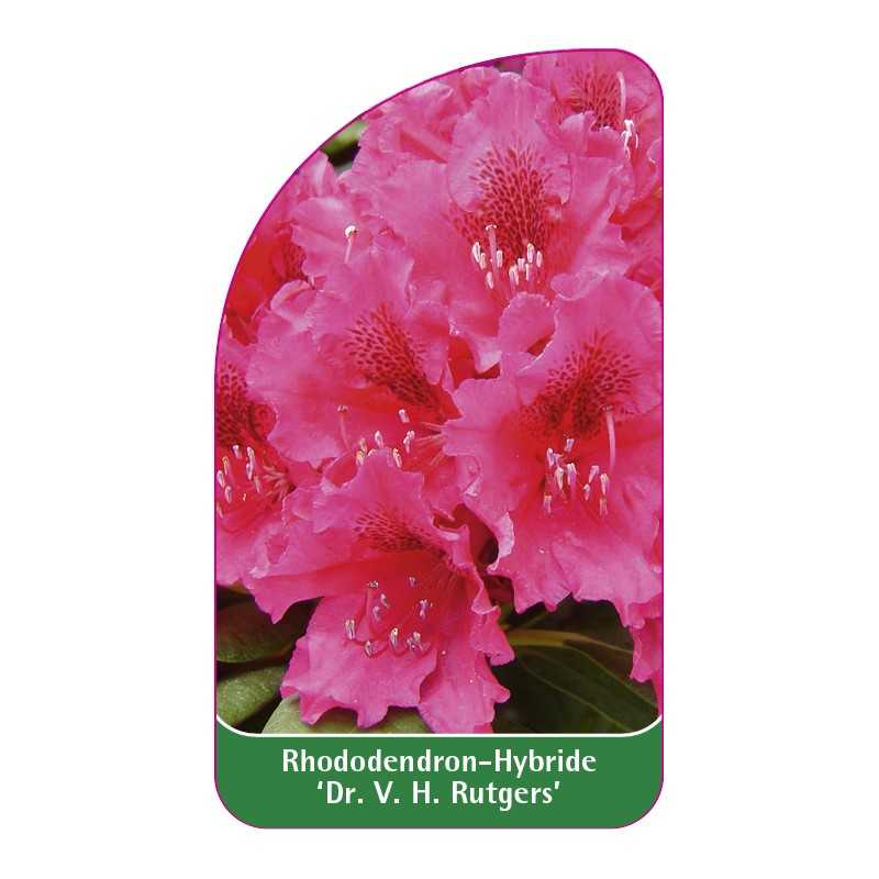 rhododendron-drvh-rutgers-1