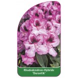 rhododendron-durantik-1