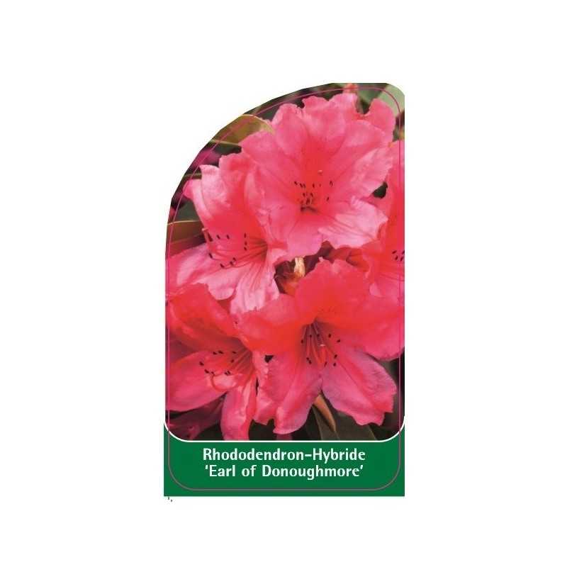 rhododendron-earl-of-donoughmore-1
