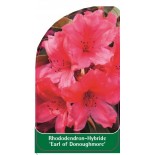 rhododendron-earl-of-donoughmore-1