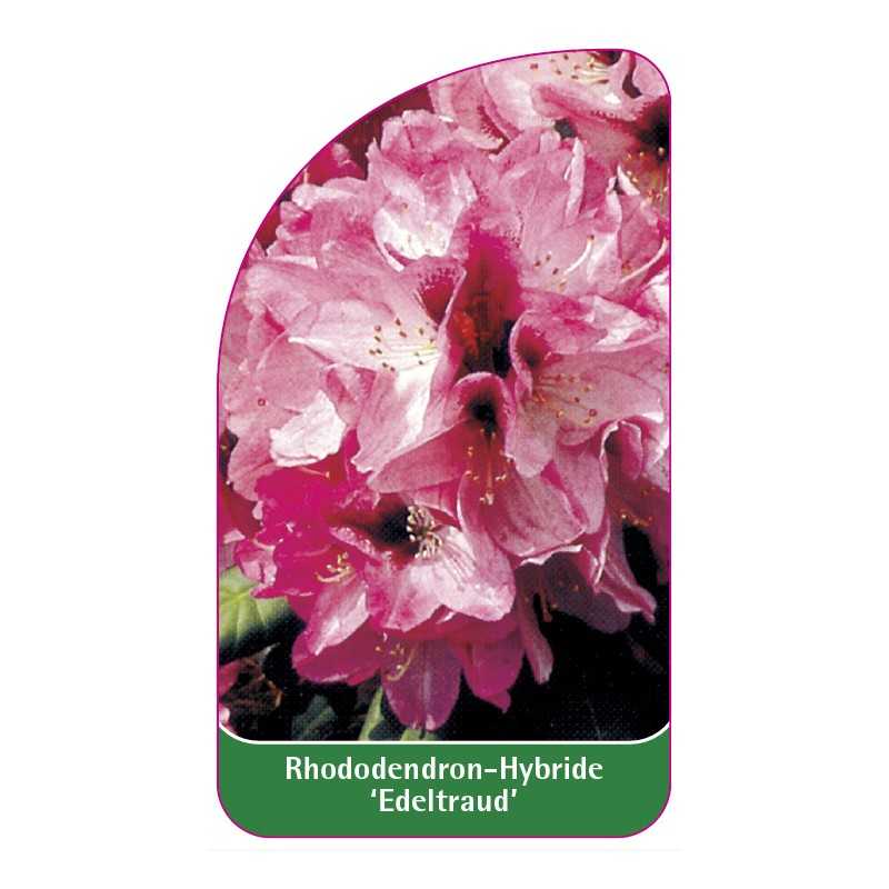 rhododendron-edeltraud-1
