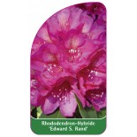 rhododendron-edward-s-rand-1