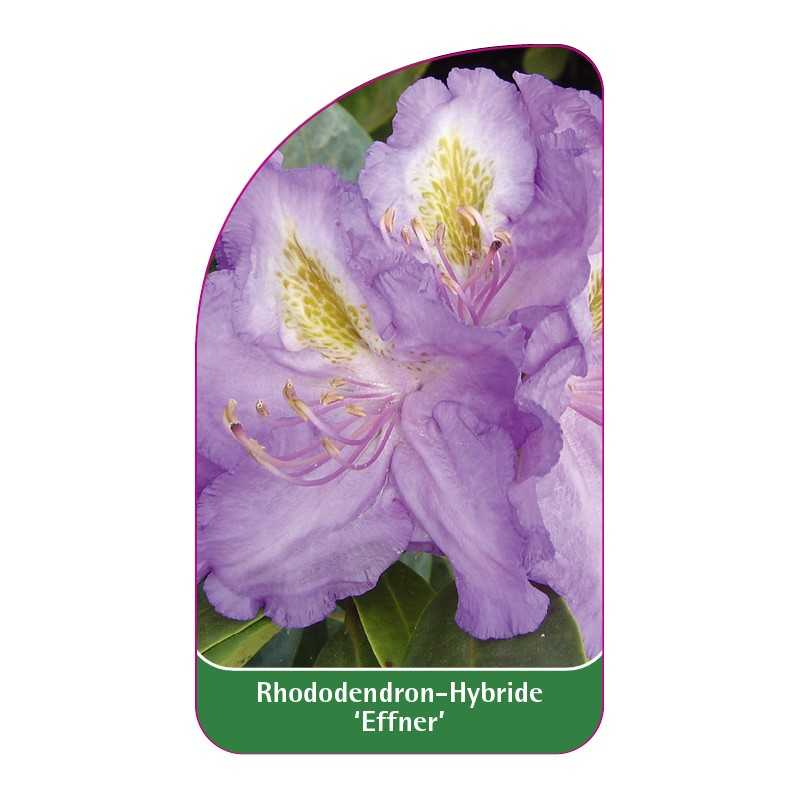 rhododendron-effner-1