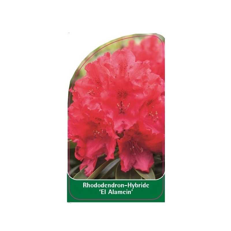 rhododendron-el-alamein-1
