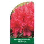 rhododendron-el-alamein-1