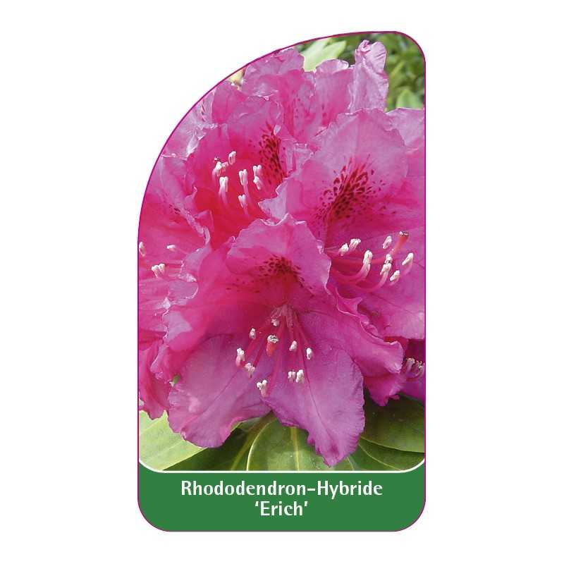 rhododendron-erich-1